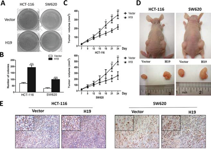 H19 promotes in vitro and in vivo tumor growth.