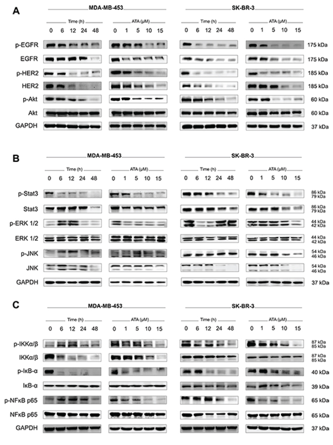 ATA down-regulates EGFR/HER2 cellular levels and inhibits downstream pro-survival signaling pathways.