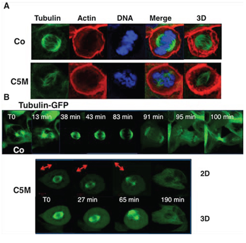 Perturbation of the mitotic spindle by C5M.