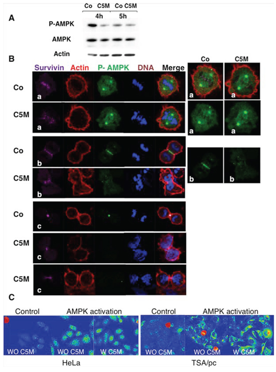 Detection of phosho-Thr172-AMPK in mitosis.