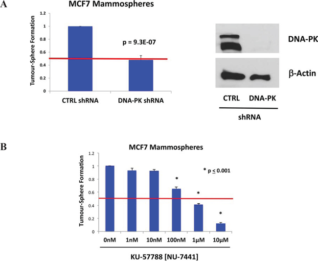 DNA-PK is required for mammosphere formation in MCF7 cells.