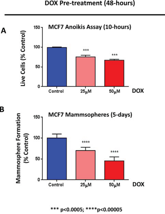 Doxycycline reduces the anoikis-resistance of MCF7 cells, prior to mammosphere formation.