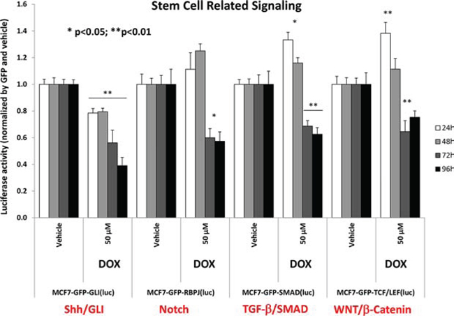 Doxycycline dampens signaling along four major stem-cell associated pathways in MCF7 cells, namely Sonic Hedgehog, Notch, WNT and TGF-beta signaling.