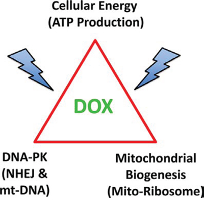 Doxycycline targets mitochondrial biogenesis and DNA-repair, ultimately converging on ATP production and energy metabolism in cancer cells.