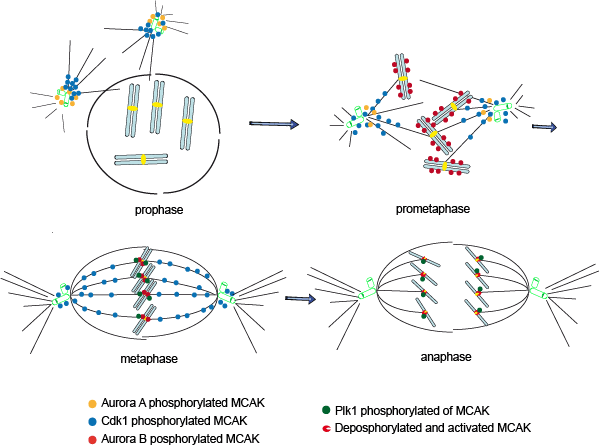 Scheme of MCAK regulation by mitotic kinases and phosphatases.