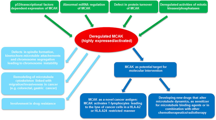 Summary of MCAK&#8217;s involvements in oncogenesis.