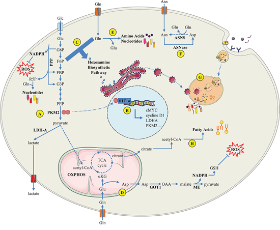 Overview of PDAC cell metabolism in response to microenvironment constraints and oncogenic signals.