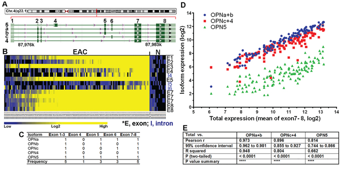 Transcriptional co-overexpression of all five OPN isoforms in primary EAC.
