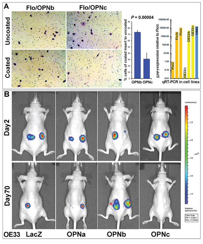 OPNb- and OPNc-expressing stable cells differ in cancer cell invasion.