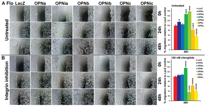 OPN isoform-expressing stable cells differ in cell migration and their response to RGD integrin inhibition.