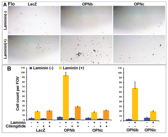 OPNb- and OPNc-expressing cells differ in cell adhesion and their response to RGD integrin inhibition.