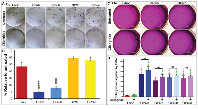 Integrin inhibition differentially influences cell growth in 2-D and 3-D cultures of OPNb- and OPNc-expressing cells.