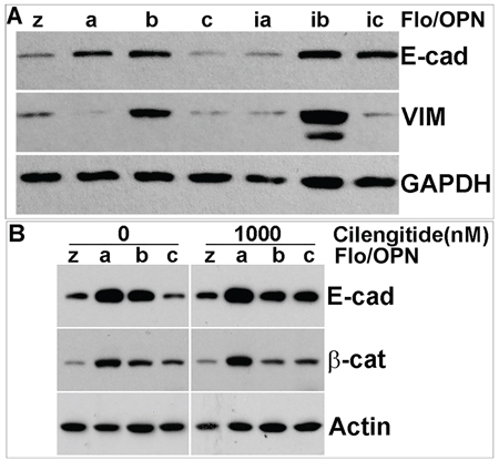 OPN isoform stable cells express different levels of WNT signaling- and EMT-related proteins.