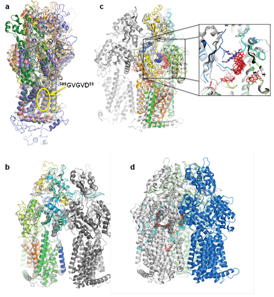 Panicein A hydroquinone presents a strong docking cluster close to the doxorubicin binding site in AcrB structure and in Patched structural model.