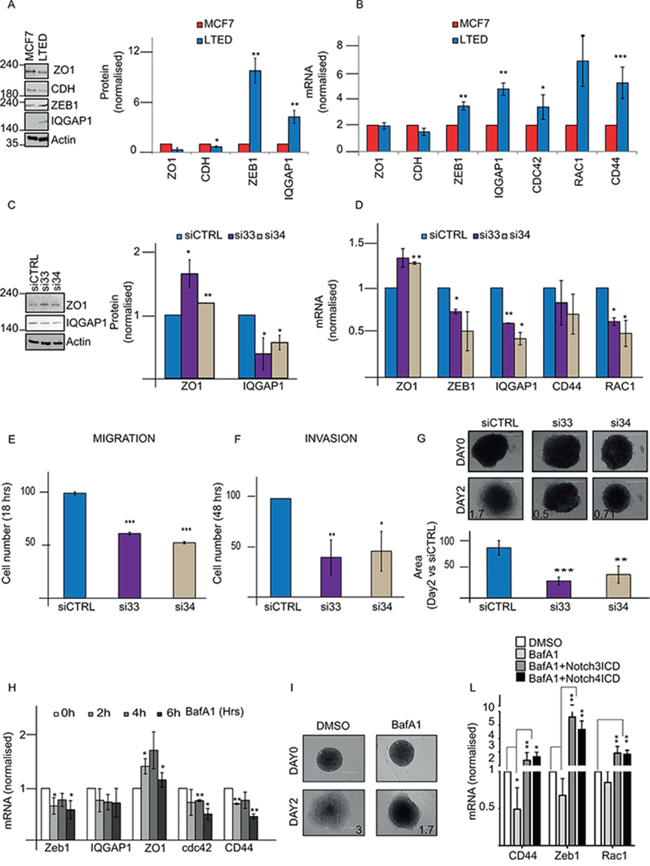 DMXL2 regulates mesenchymal switch in LTED cells.