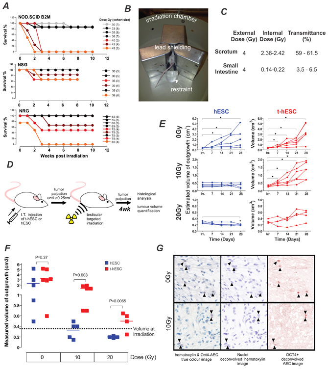 t-hESC derived tumours are radiation resistant compared with their normal counterpart.