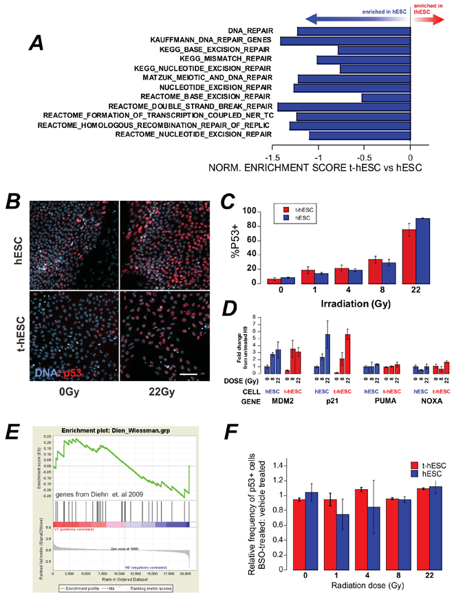 A. GSEA of a number of genesets related to DNA repair show an enrichment in hESC over t-hESC.