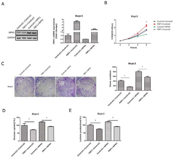 Restoration of FBP1 expression in pancreatic cancer cells with NPM1 overexpression.