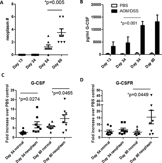 G-CSF and G-CSFR are increased in AOM/DSS treated mice.