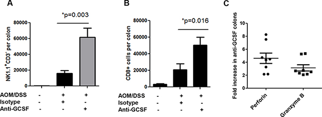 G-CSF neutralizing antibody treatment induces cytotoxic cell influx and responses in AOM/DSS treated mice.