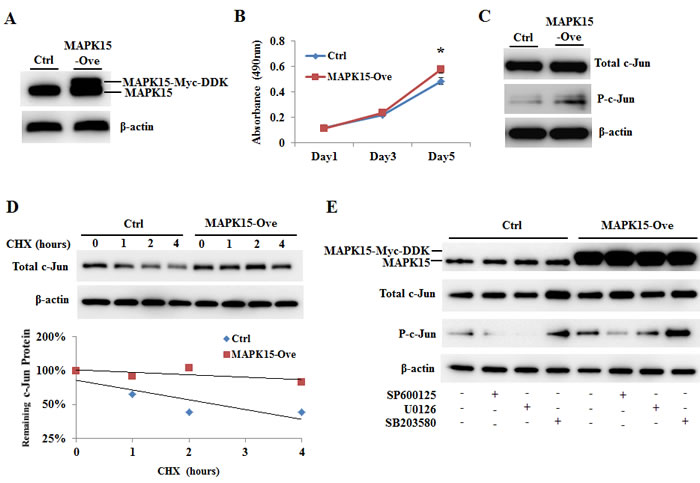 Effect of MAPK15 overexpression on c-Jun phosphorylation.
