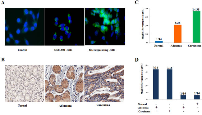 Immunohistochemical staining of MAPK15.