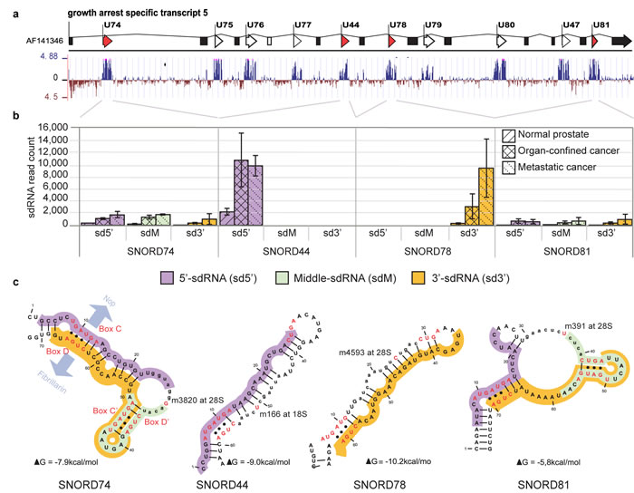 Genomic organization, conservation, secondary folding, fragmentation pattern and expression of