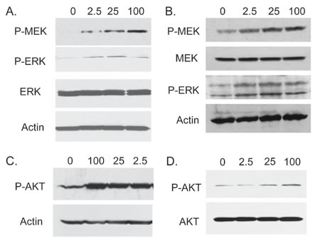 FGF23 activates MAP kinase and AKT pathways in PCa cells.