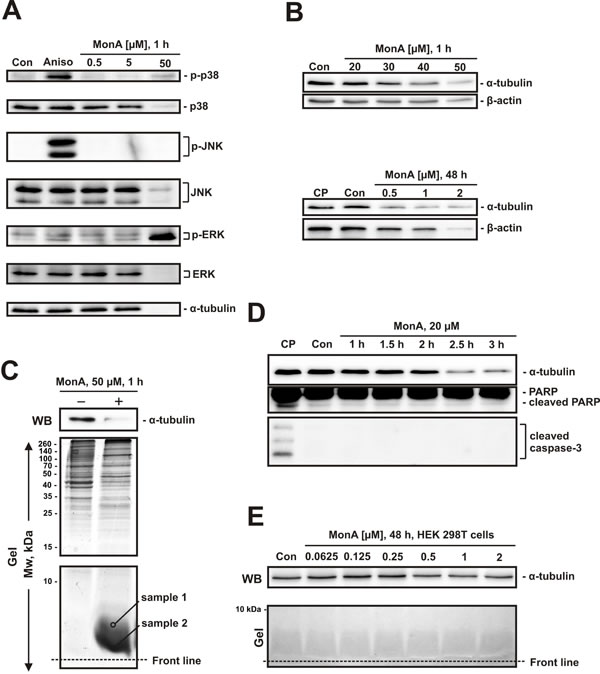 Effect of MonA on activation of MAPK and protein degradation.