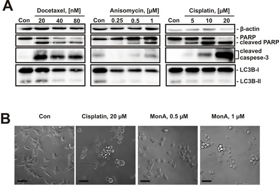 Effect of cytotoxic compounds on NCCIT-R cells.