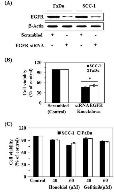siRNA knockdown of EGFR from FaDu and SCC-1 cells leads to a reduction in cell viability.