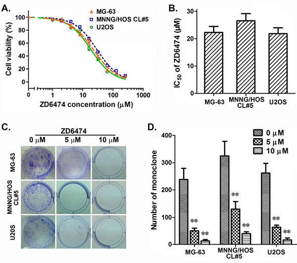 Antiproliferative effects of ZD6474 on human osteosarcoma cell lines.