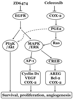 The possible mechanisms of the synergism between ZD6474 and celecoxib on anti- osteosarcoma effects.