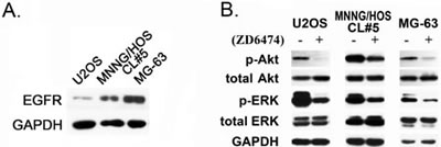 The effect on the EGFR downstream signaling pathways in response to ZD6474.