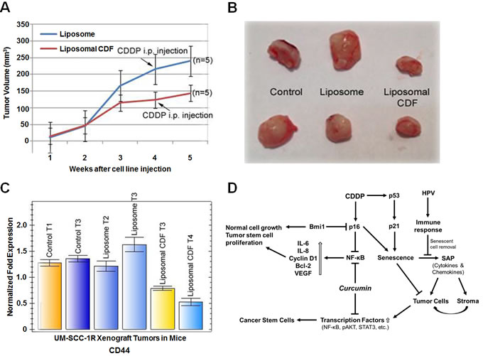UM-SCC-1R xenograft tumor cell growth inhibition by liposomal CDF.