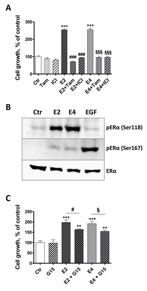 E4 stimulates cell growth primarily via ER&#x3b1;.