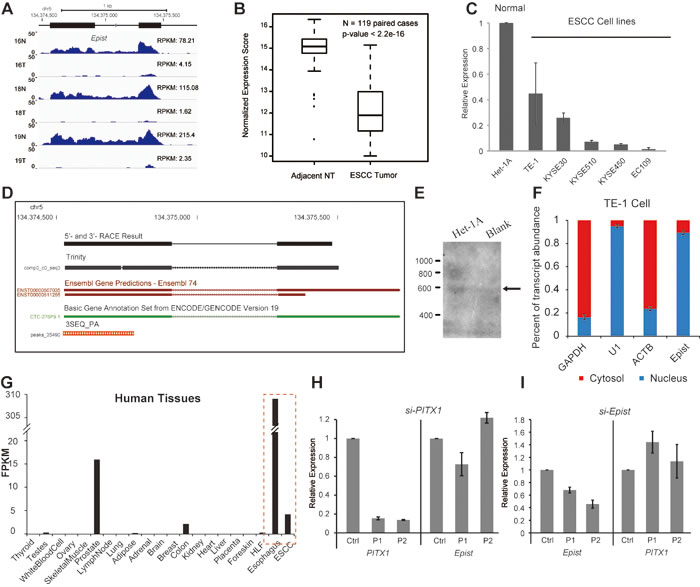 Genomic features and expression pattern of