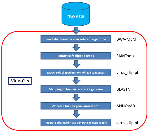 Workflow of Virus-Clip