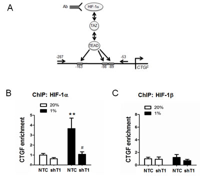 Chromatin immunoprecipitation (ChIP) assays of selective HIF-1&#x3b1; binding to the