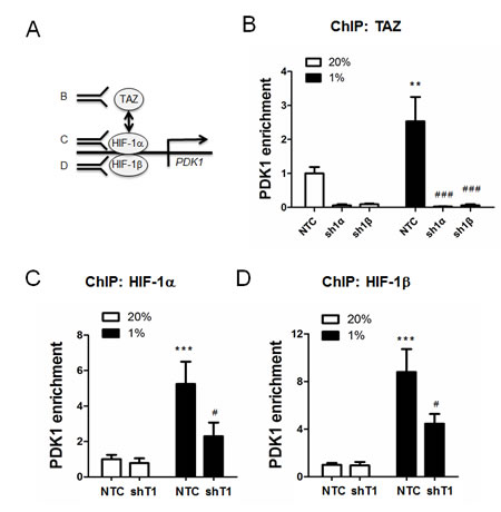 ChIP assays of TAZ and HIF-1 binding to the PDK1 gene in chromatin.