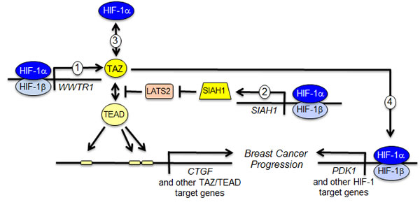 Reciprocal crosstalk promotes breast cancer progression.