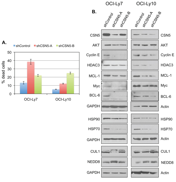 CSN5 is required for the survival in DLBCL cells.
