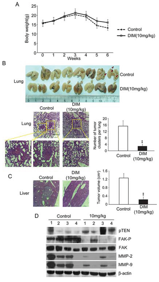 Oral administration of DIM inhibits lung metastasis of SMMC-7721 cells in BALB/c nude mice.