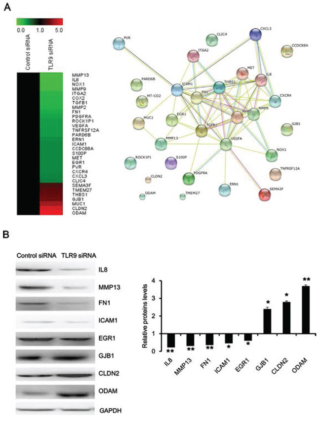 Functional analysis of TLR9 signaling network in regulation of migration and invasion.