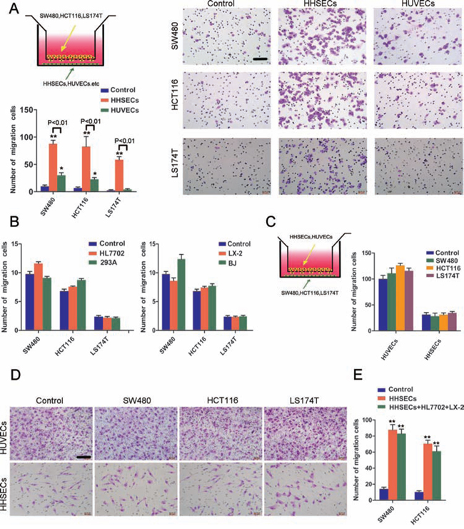 HHSECs induced CRC cell chemotaxis in the Transwell model.