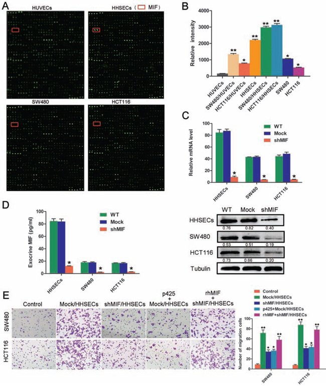 MIF secreted by HHSECs is a critical factor for CRC cell migration.