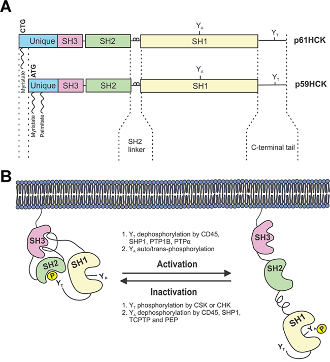 Schematic representation of HCK structure and regulation.