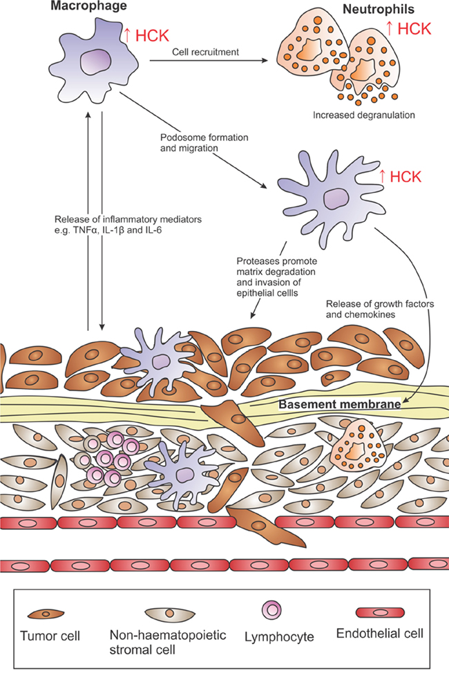 HCK activation in the tumor microenvironment.