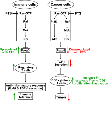 Proposed mechanism explaining the differential effects of Ras inhibition on immune and cancer cells.