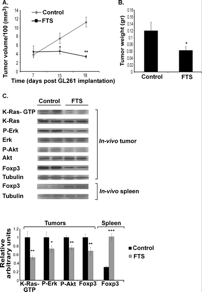 FTS inhibits the growth of subcutaneous GL261 tumors and decreases their downstream Ras proteins and their Foxp3 levels